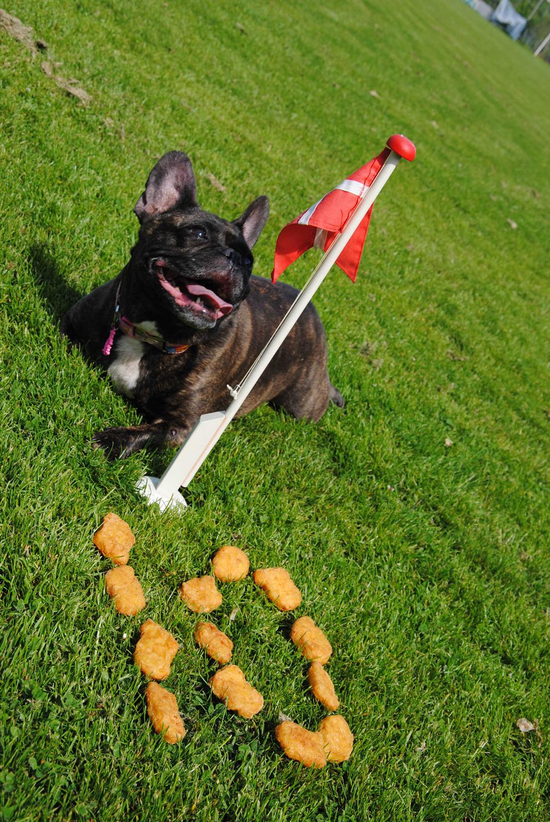Fransk bulldog Bellis - 10 år gammel - så må man godt få en omgang chicken nuggets 😍 billede 12