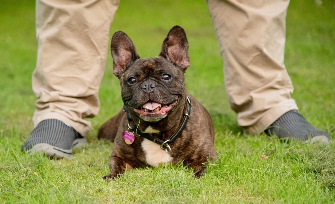 Fransk bulldog Bellis billede 13