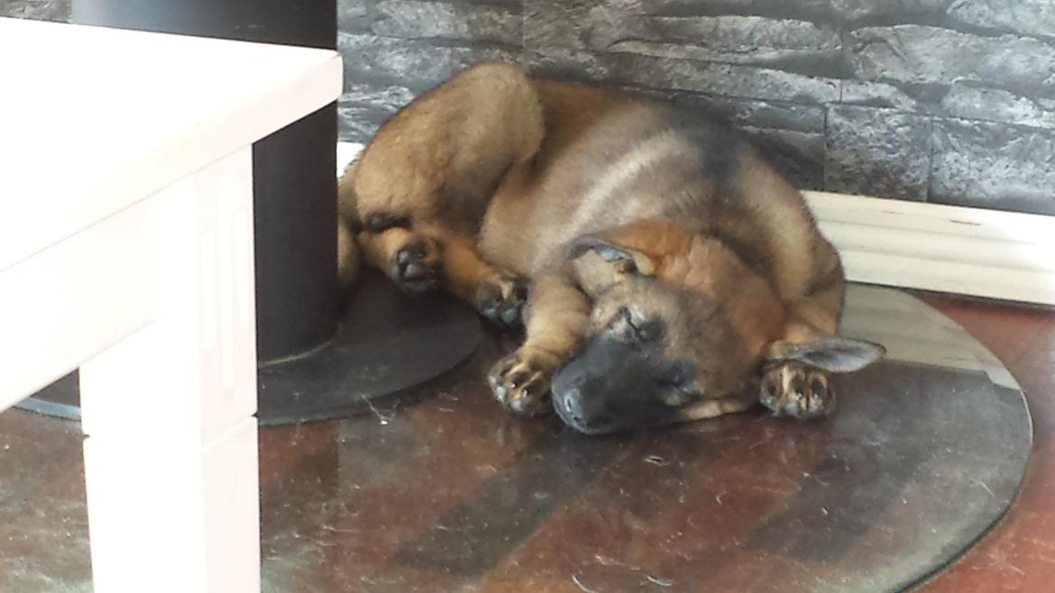 Schæferhund Dederthing Hugo  billede 2