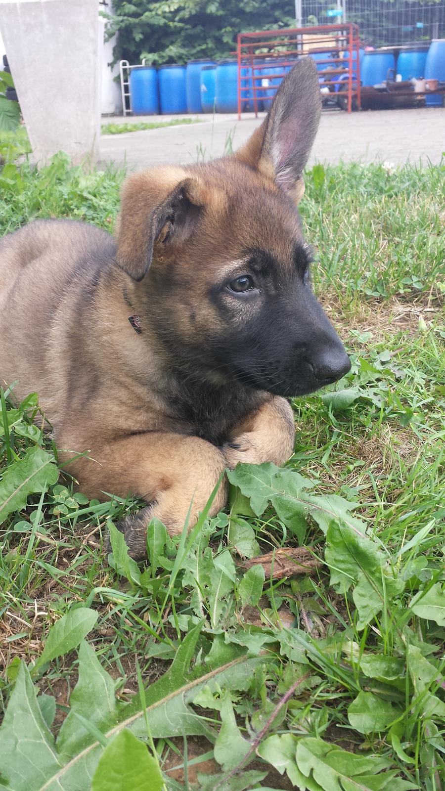 Schæferhund Dederthing Hugo  billede 3