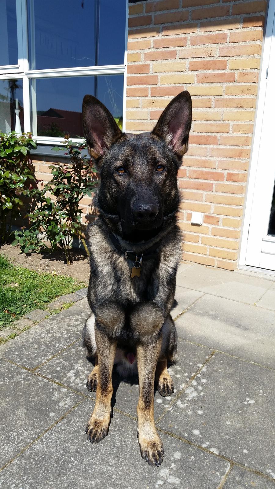 Schæferhund Dederthing Hugo  billede 4