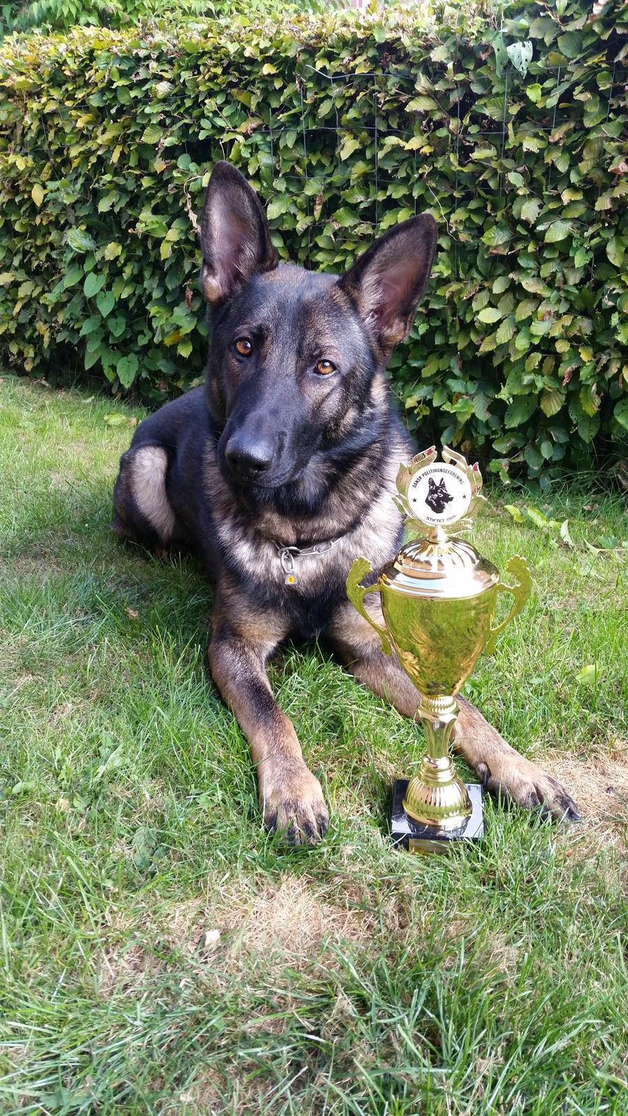 Schæferhund Dederthing Hugo  billede 5