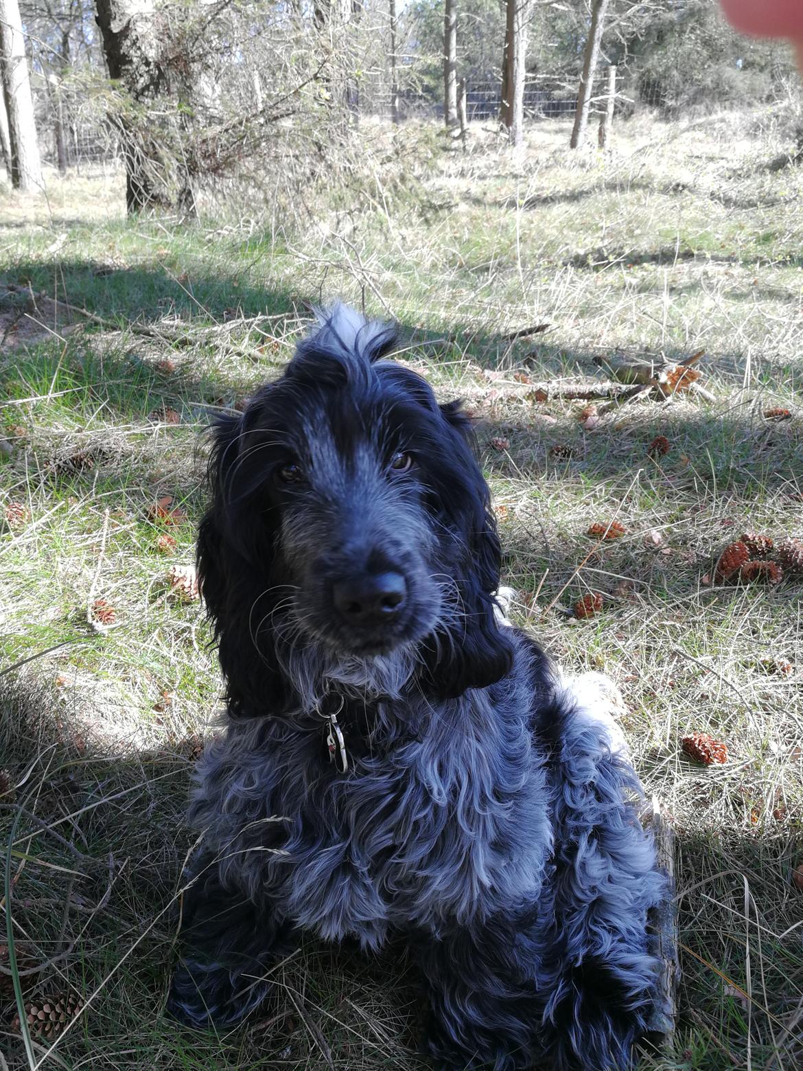Cocker spaniel Cookie - 5 mdr  billede 1
