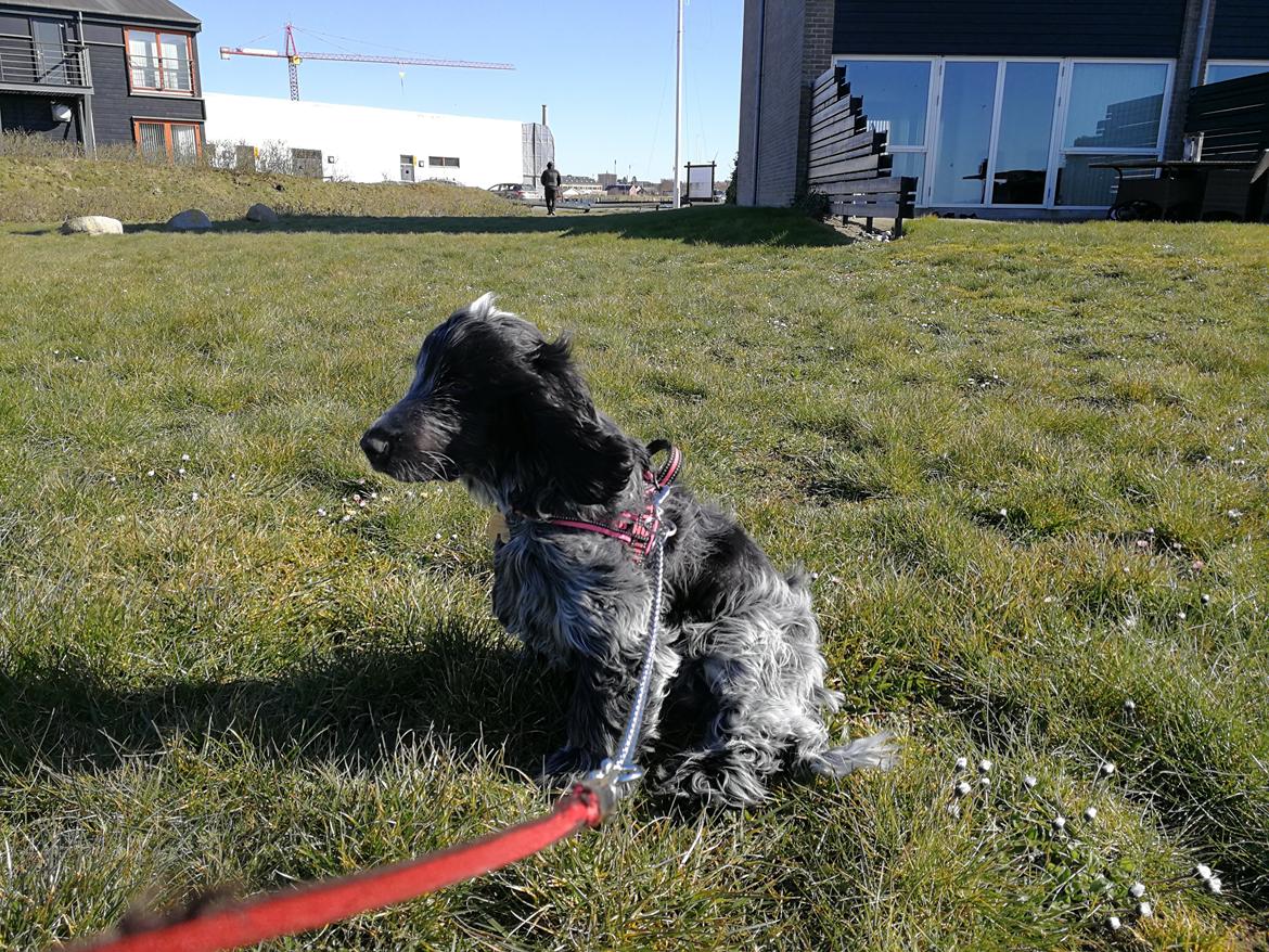 Cocker spaniel Cookie billede 3