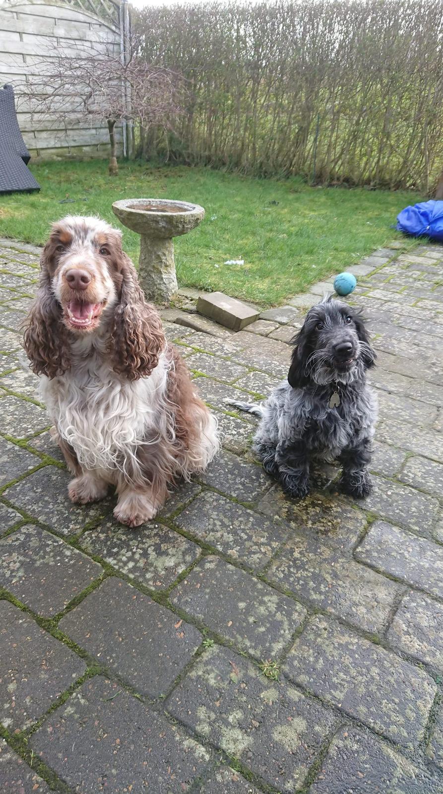 Cocker spaniel Cookie - mig og min far billede 4