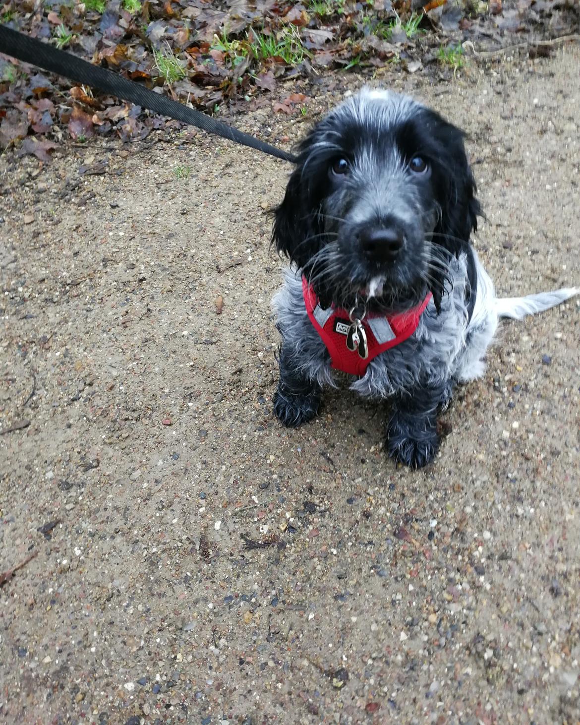 Cocker spaniel Cookie - 10 uger billede 5