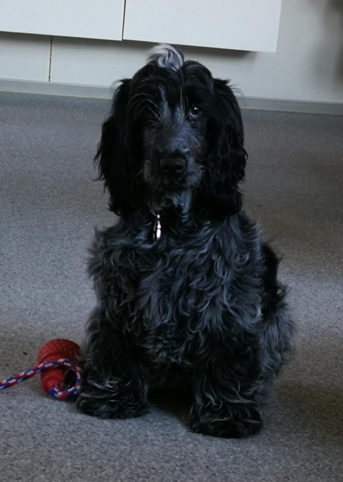 Cocker spaniel Cookie billede 2