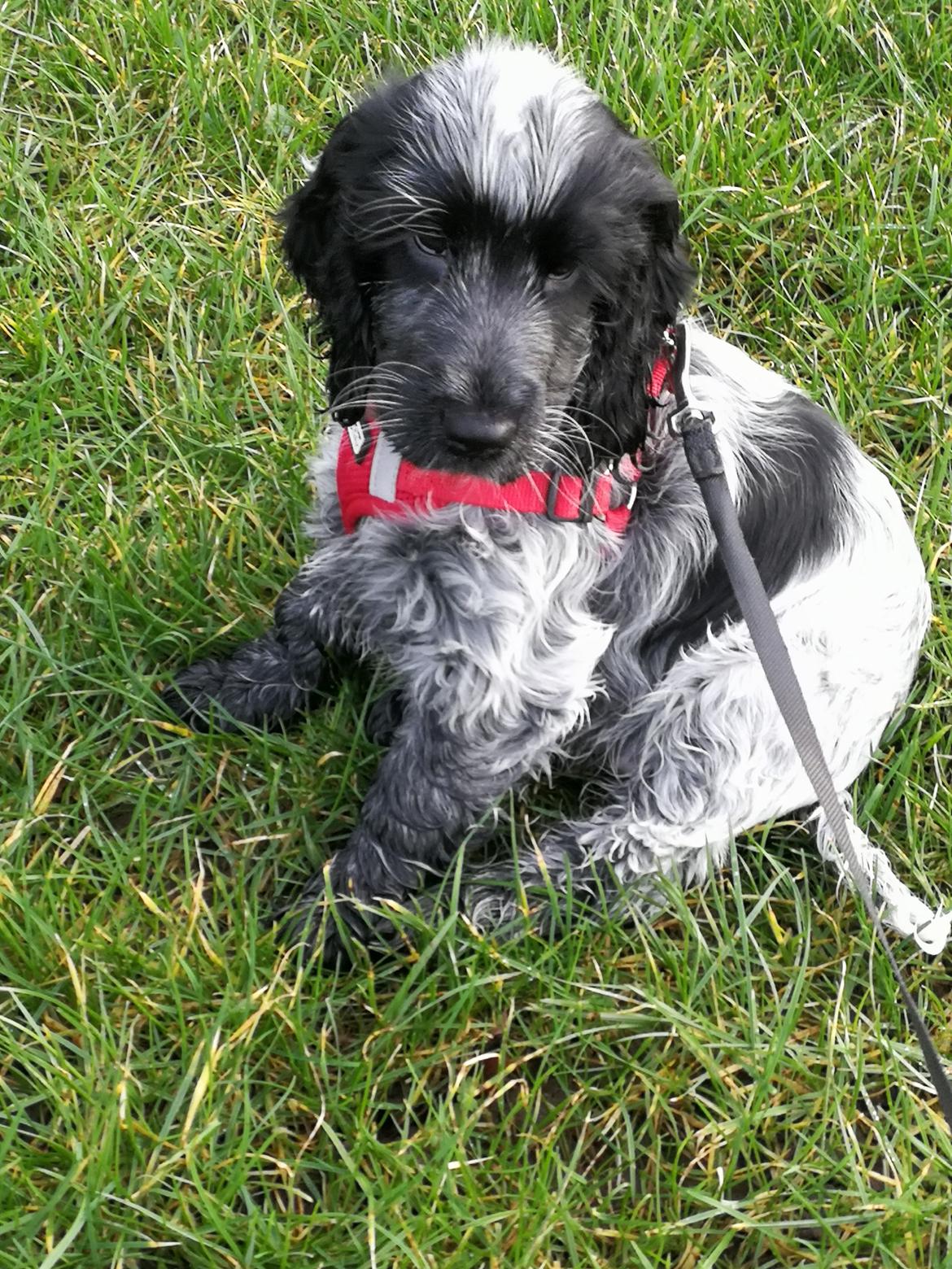 Cocker spaniel Cookie - 3 mdr billede 6