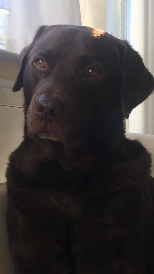 Labrador retriever Palle billede 8