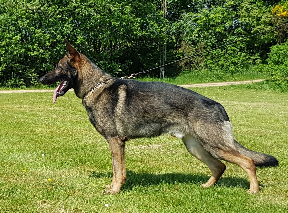 Schæferhund Dederthing Hugo  billede 6