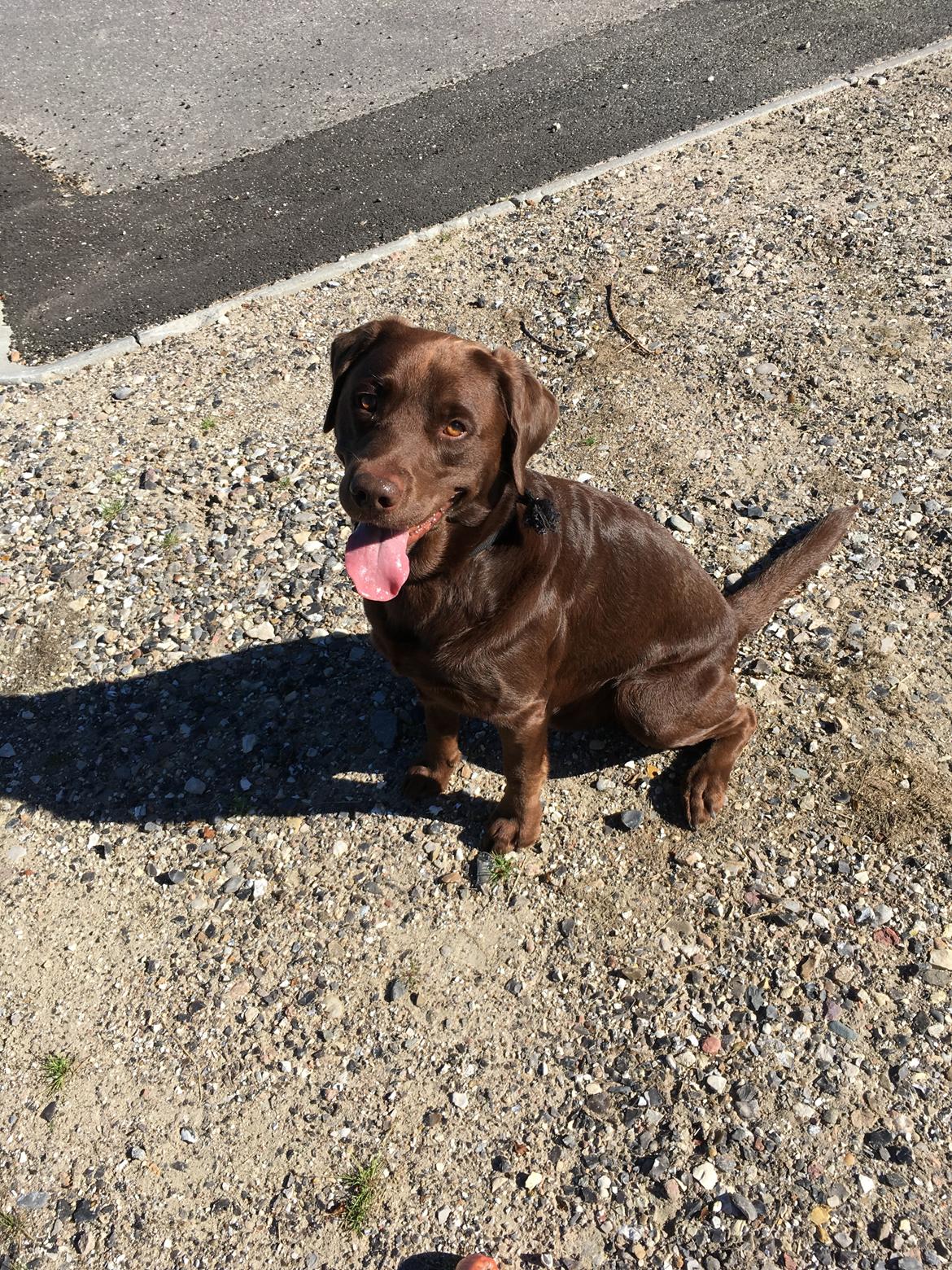 Labrador retriever Palle billede 9