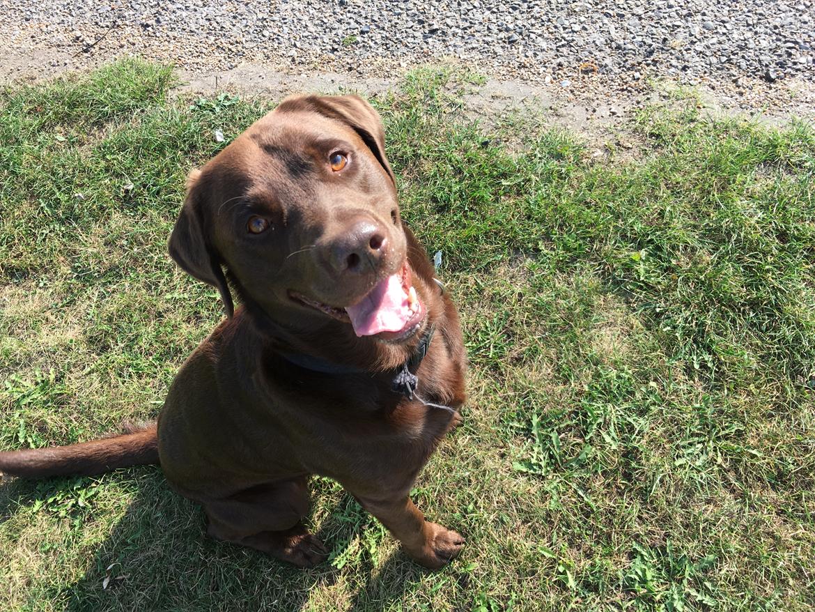 Labrador retriever Palle billede 10