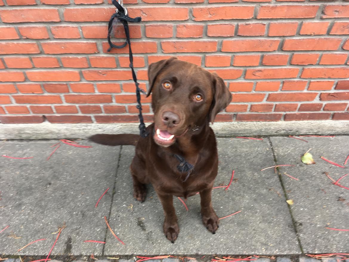 Labrador retriever Palle billede 11