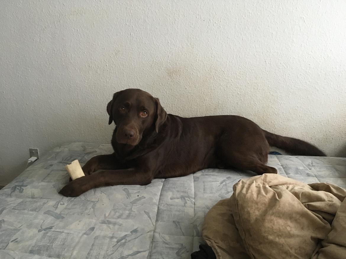 Labrador retriever Palle billede 12