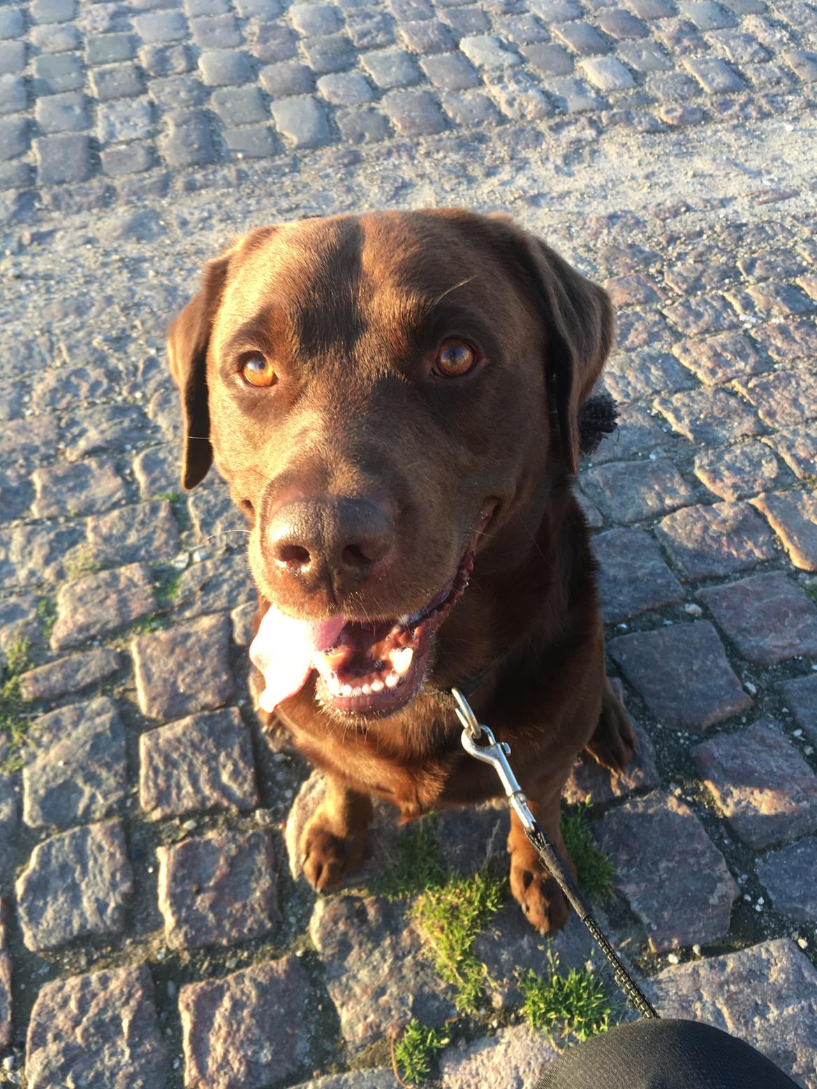 Labrador retriever Palle billede 14