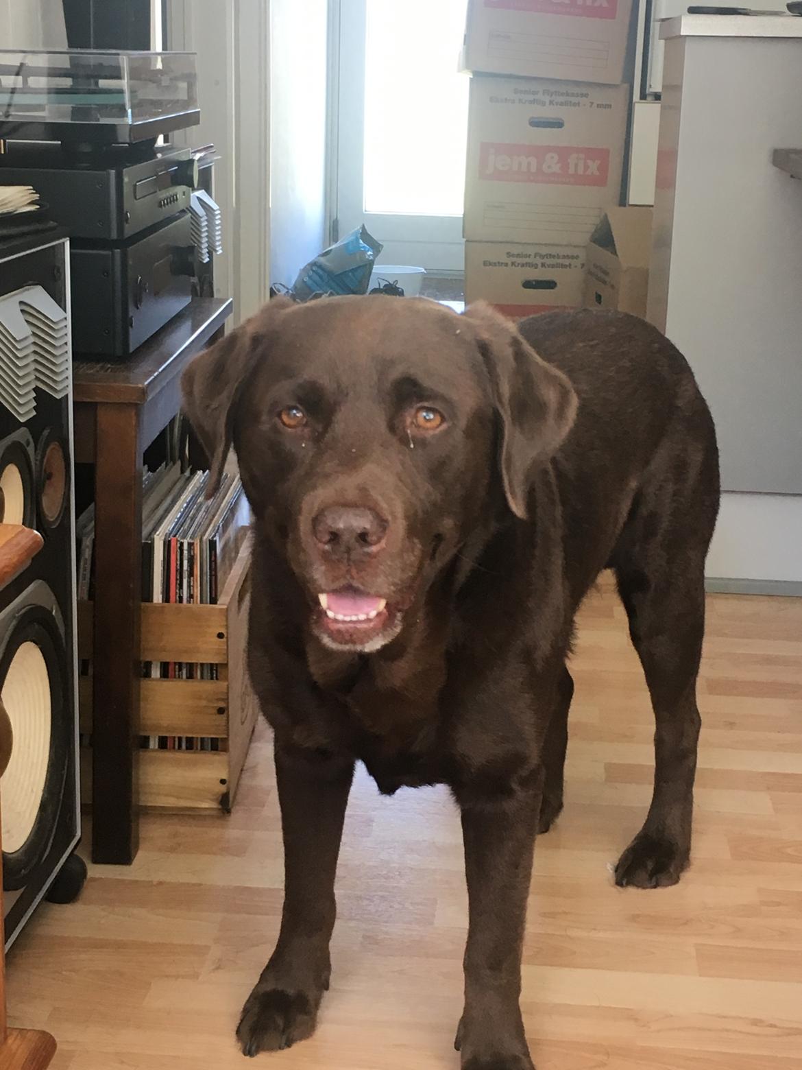 Labrador retriever Palle billede 16