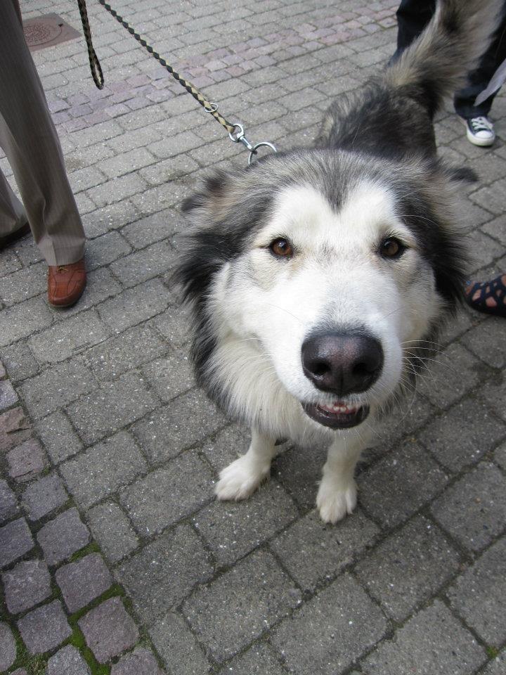 Alaskan malamute Nanoq  billede 2