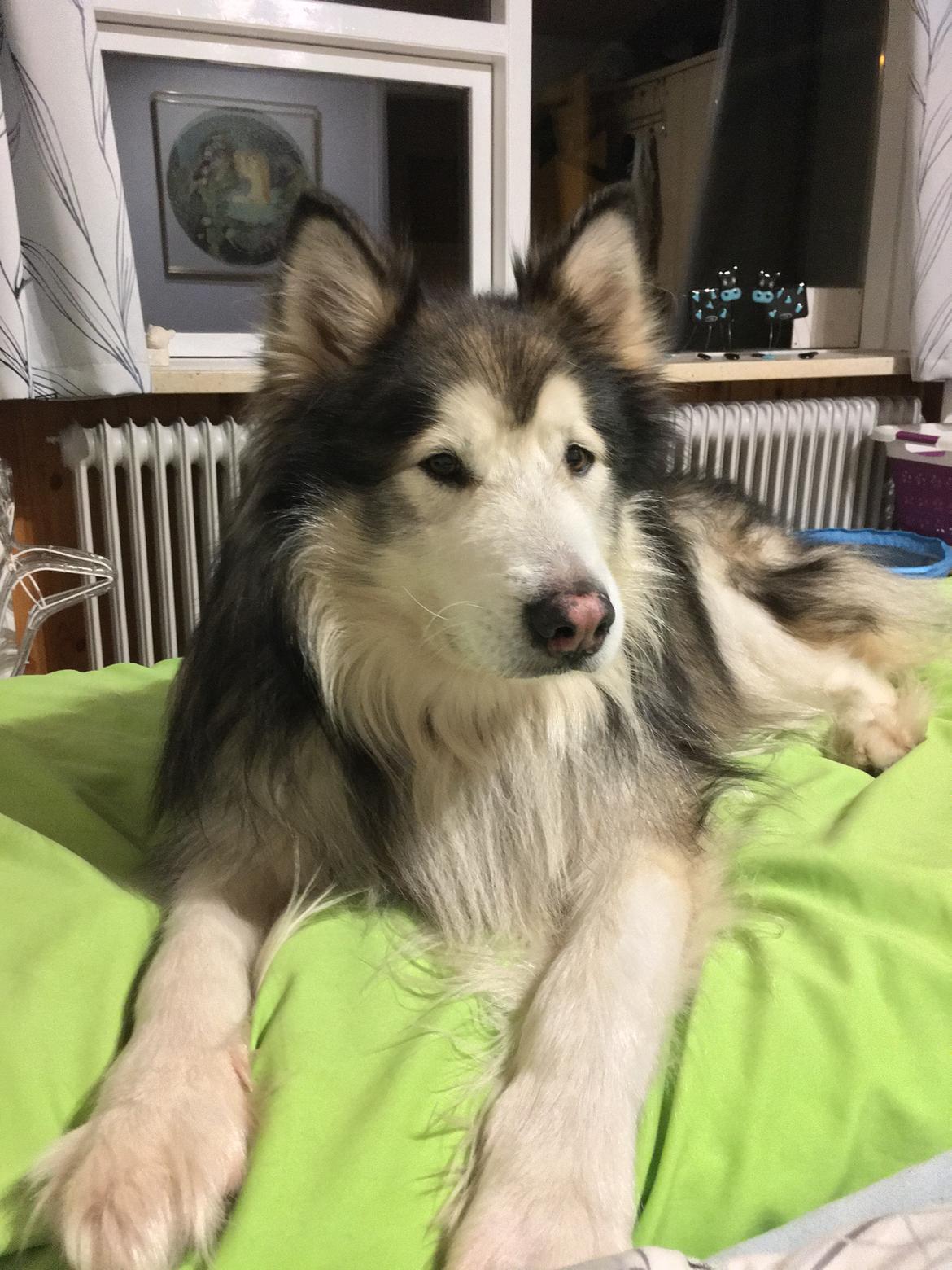 Alaskan malamute Nanoq  billede 4