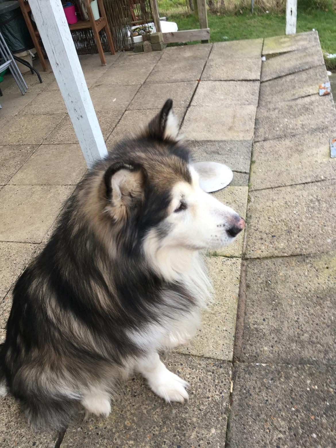 Alaskan malamute Nanoq  billede 7