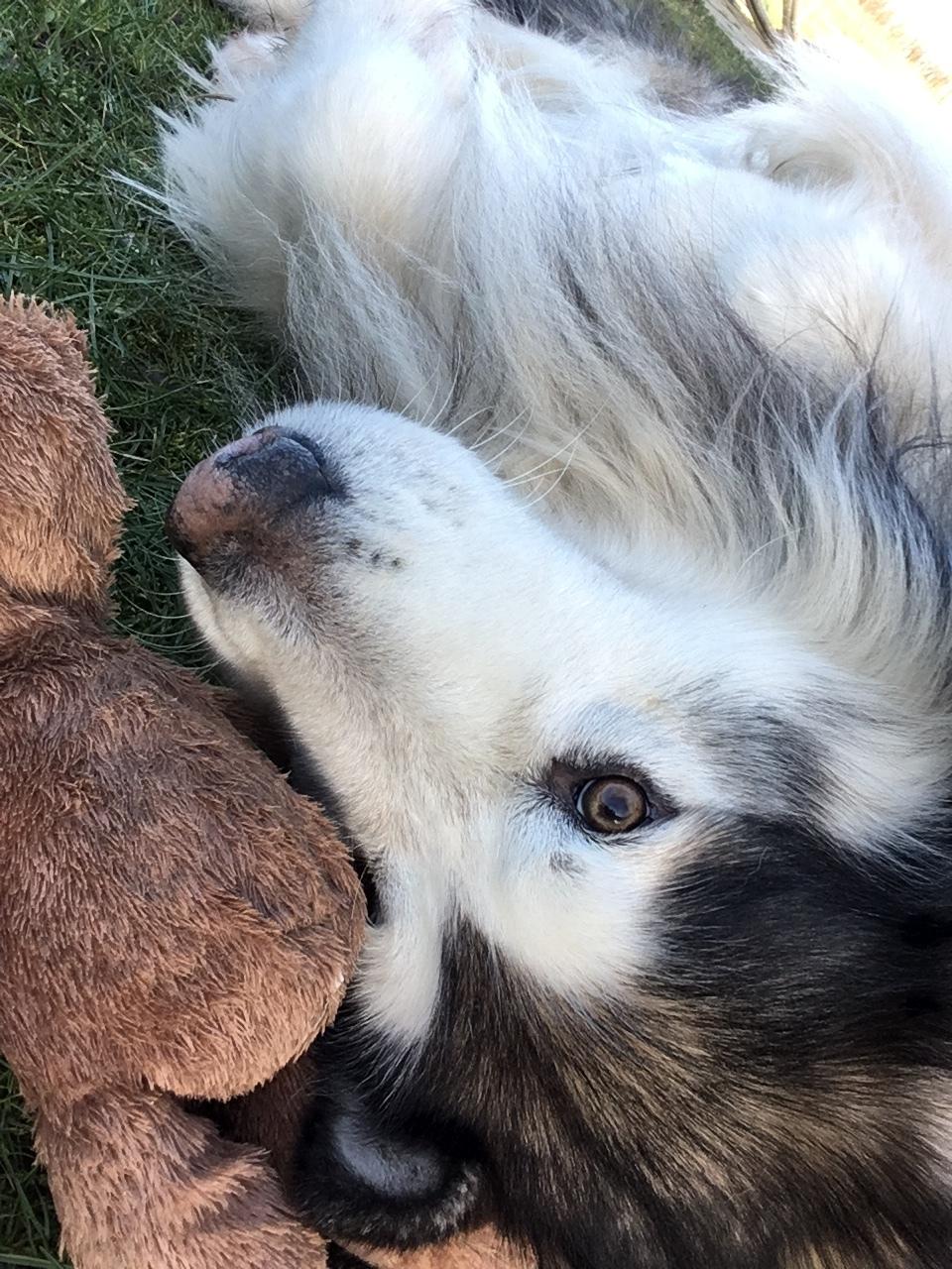 Alaskan malamute Nanoq  billede 5