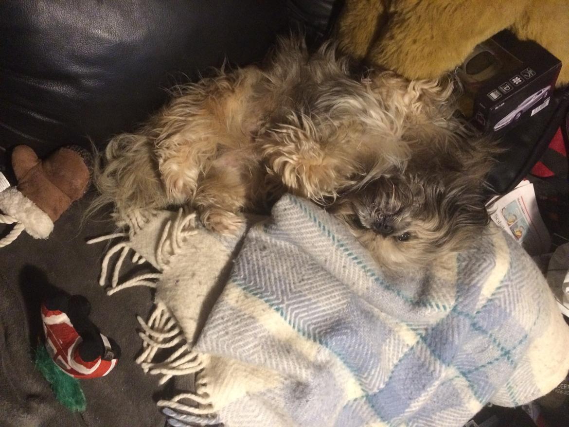 Blanding af racer Teddy billede 2