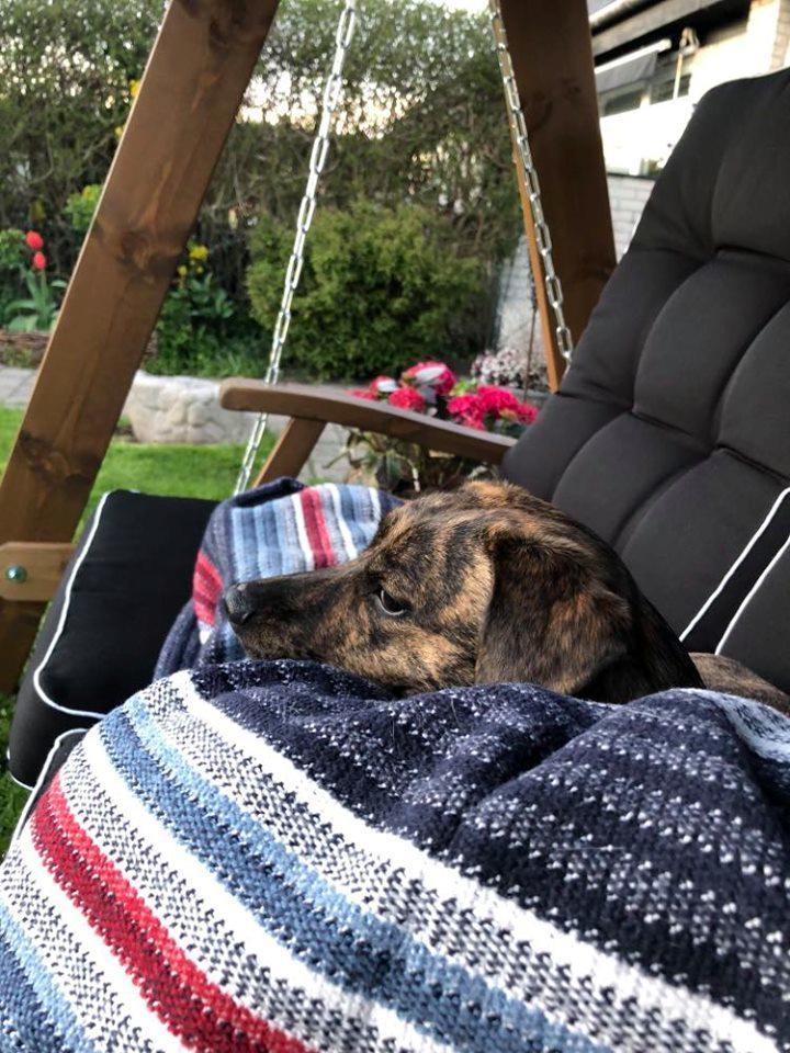 Blanding af racer TIlde billede 3