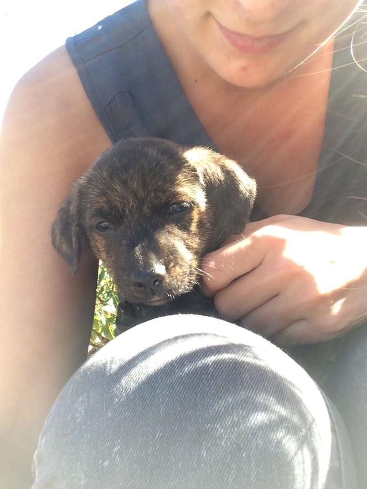 Blanding af racer TIlde billede 5