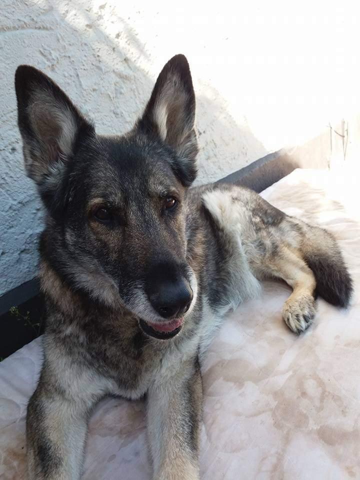 Schæferhund Ulveskovens Ofelia. (Laika). billede 4