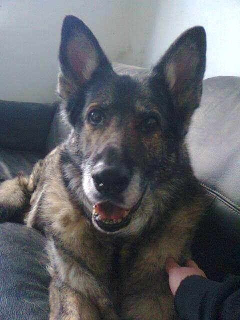Schæferhund Ulveskovens Ofelia. (Laika). billede 11