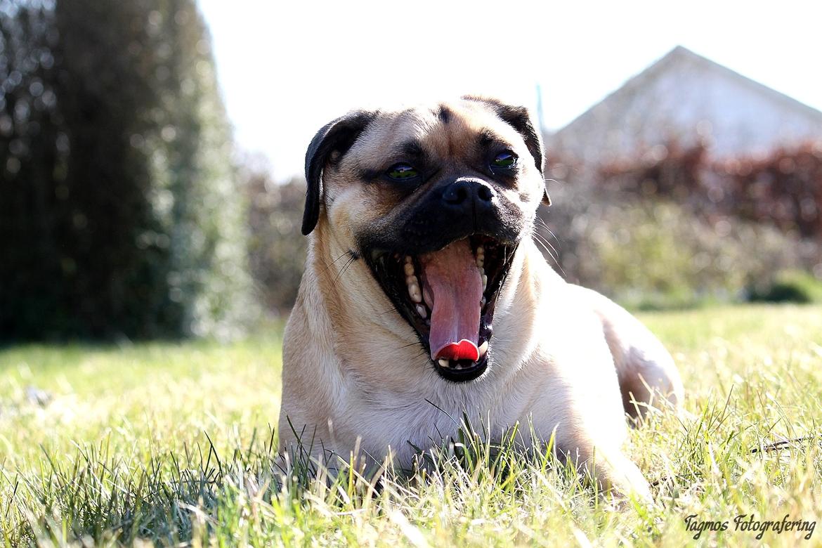 Blanding af racer Kayn billede 10