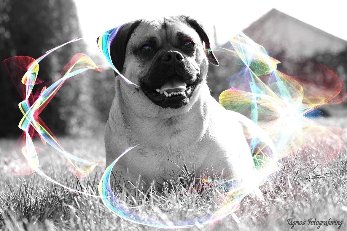 Blanding af racer Kayn billede 3