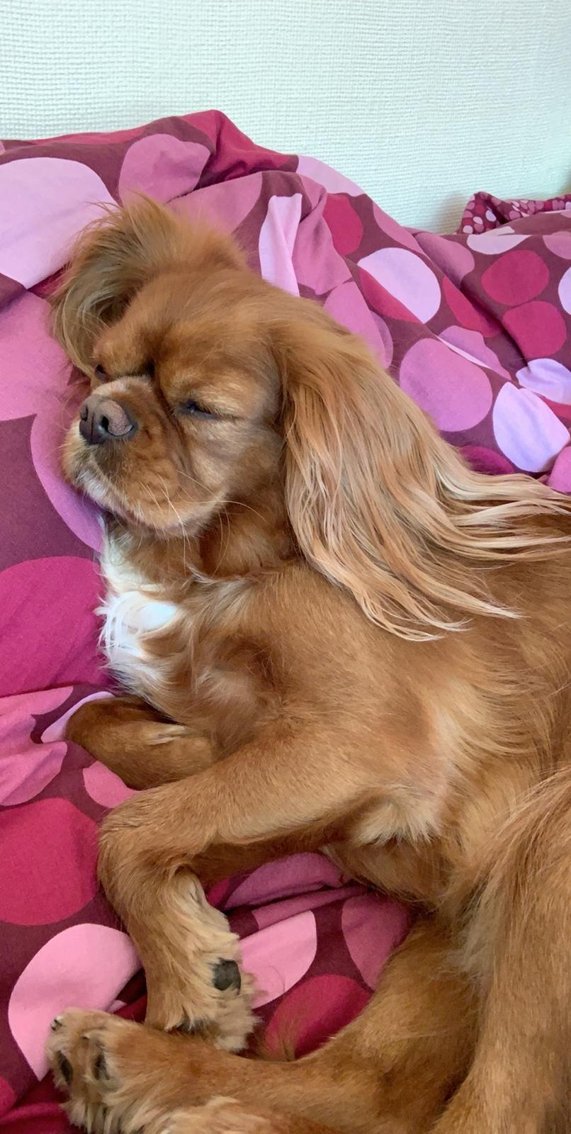 Cavalier king charles spaniel Tove billede 5