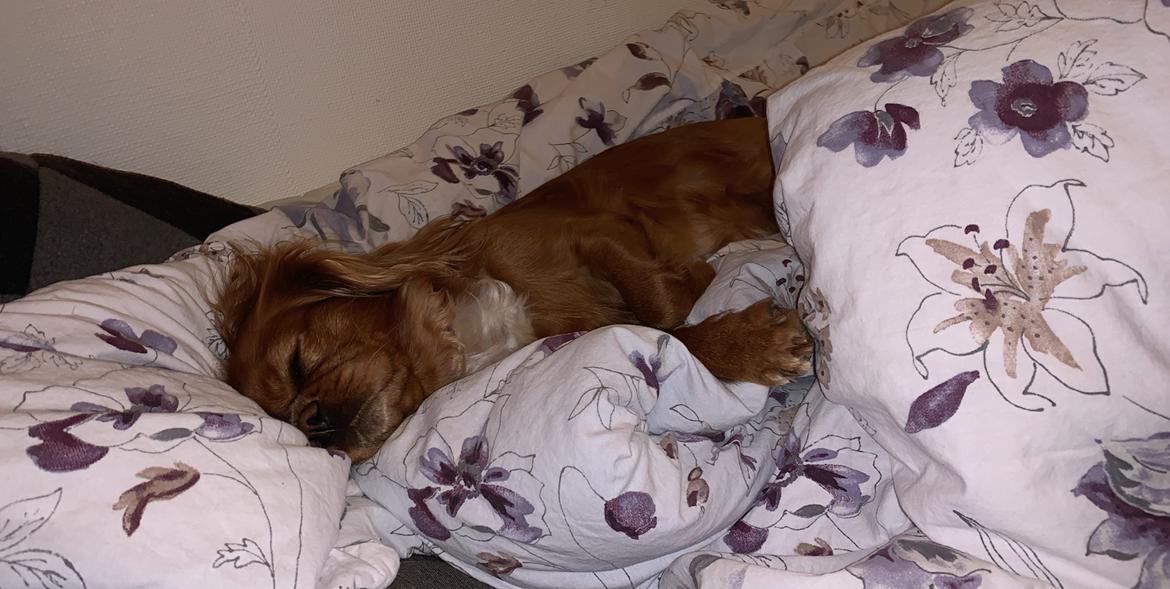 Cavalier king charles spaniel Tove billede 6