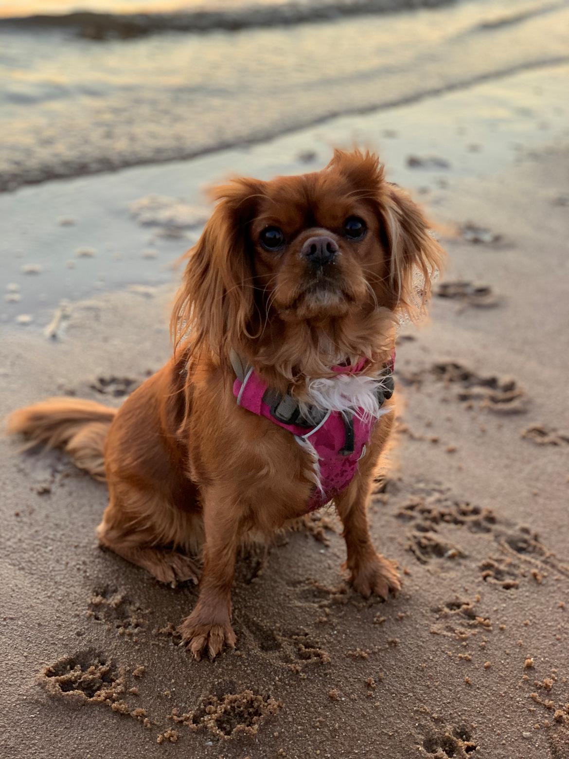 Cavalier king charles spaniel Tove billede 7