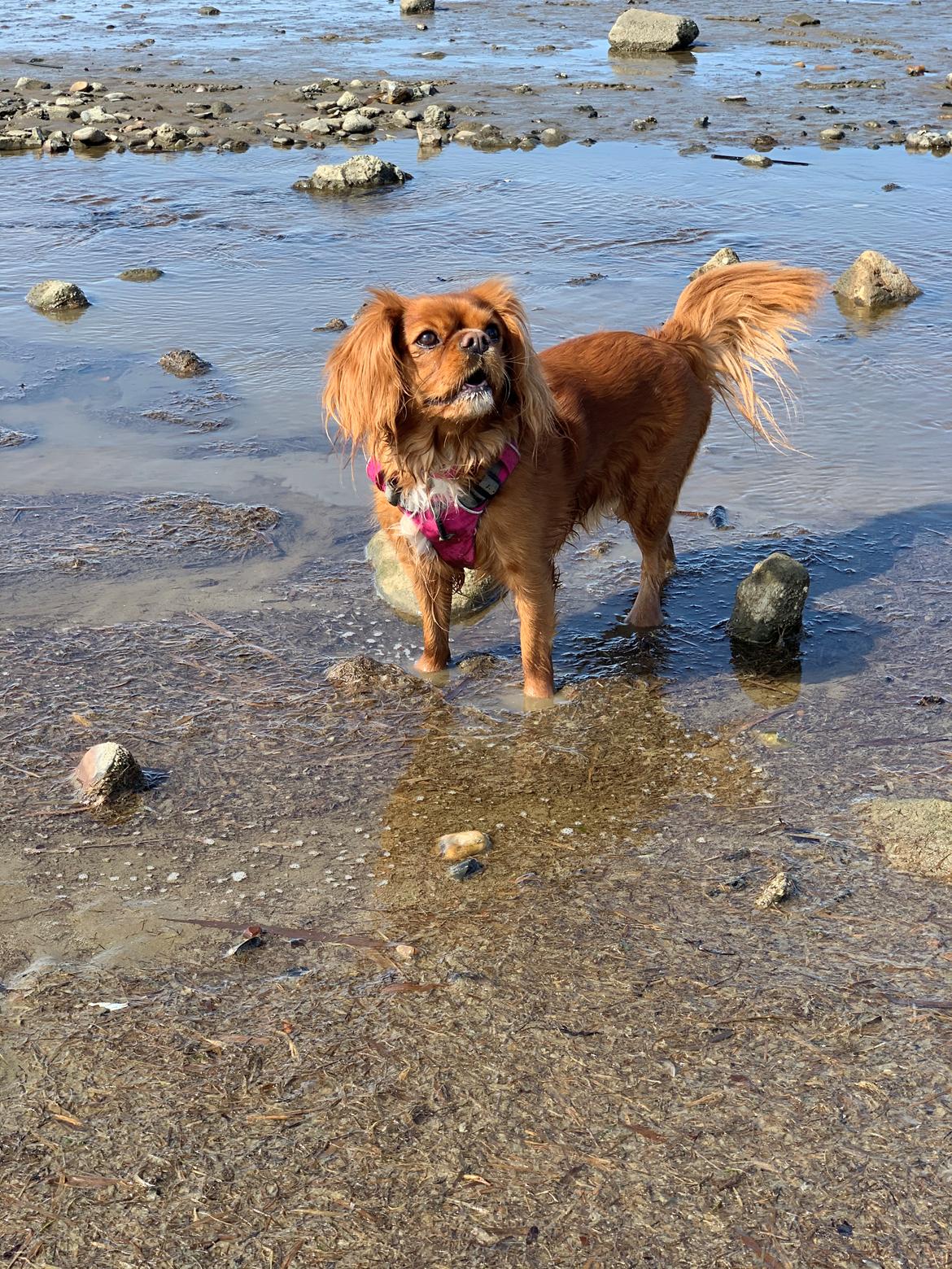 Cavalier king charles spaniel Tove billede 9