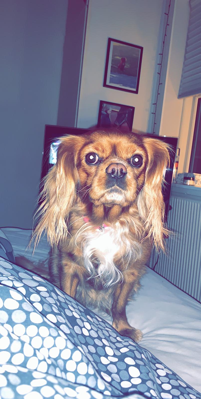 Cavalier king charles spaniel Tove billede 13