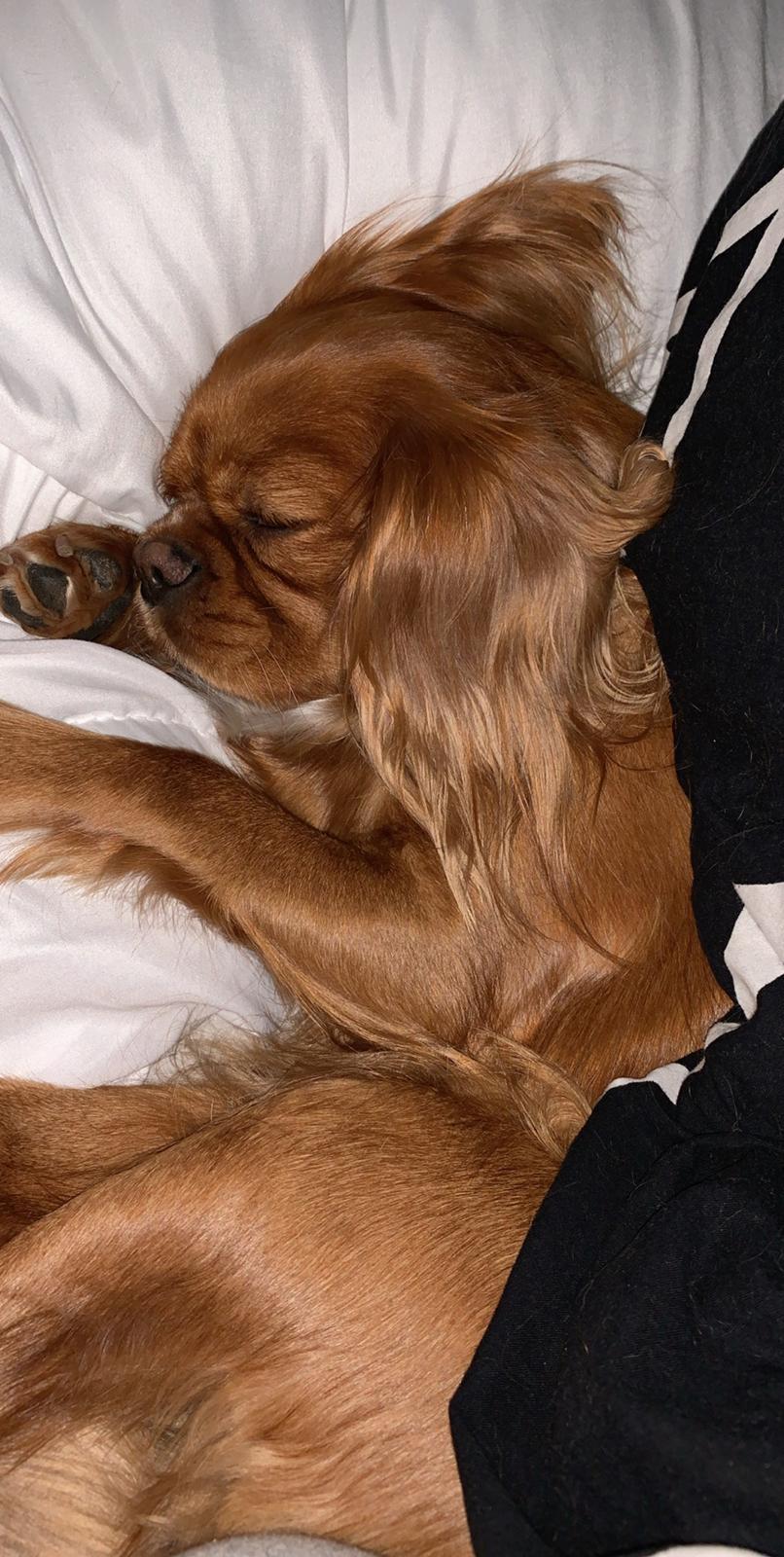 Cavalier king charles spaniel Tove billede 15