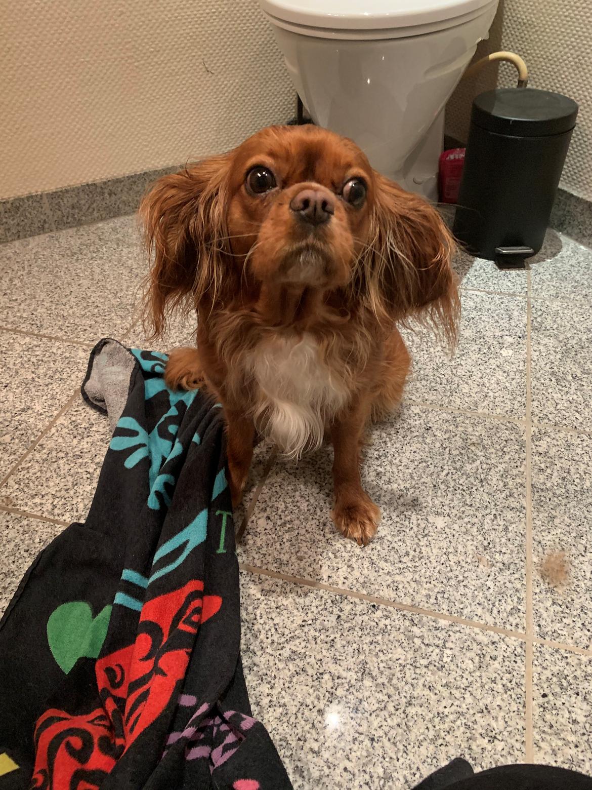 Cavalier king charles spaniel Tove billede 12