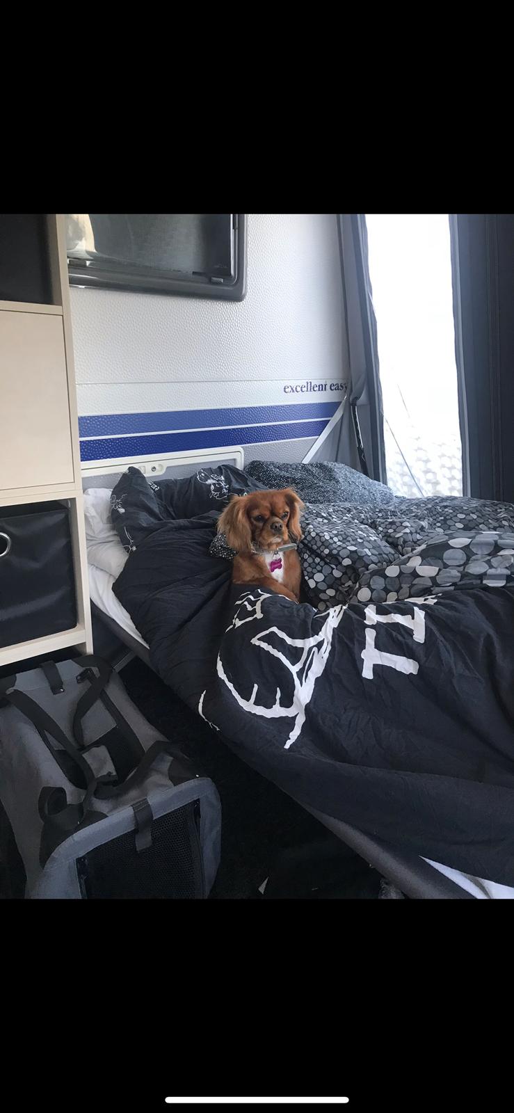 Cavalier king charles spaniel Tove billede 19