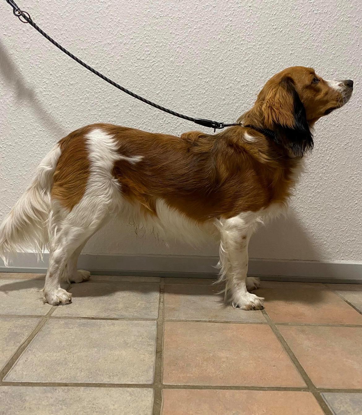 Kooikerhondje Theo billede 3