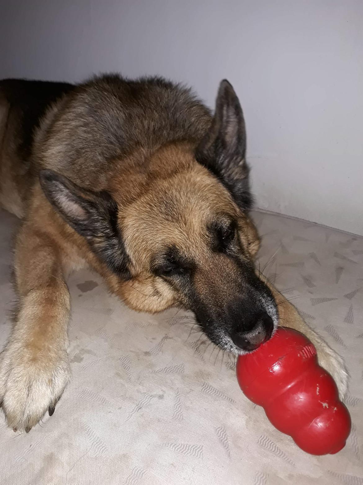 Schæferhund Hekami Tøsen. (Tøsen). (Mine forældres). billede 14