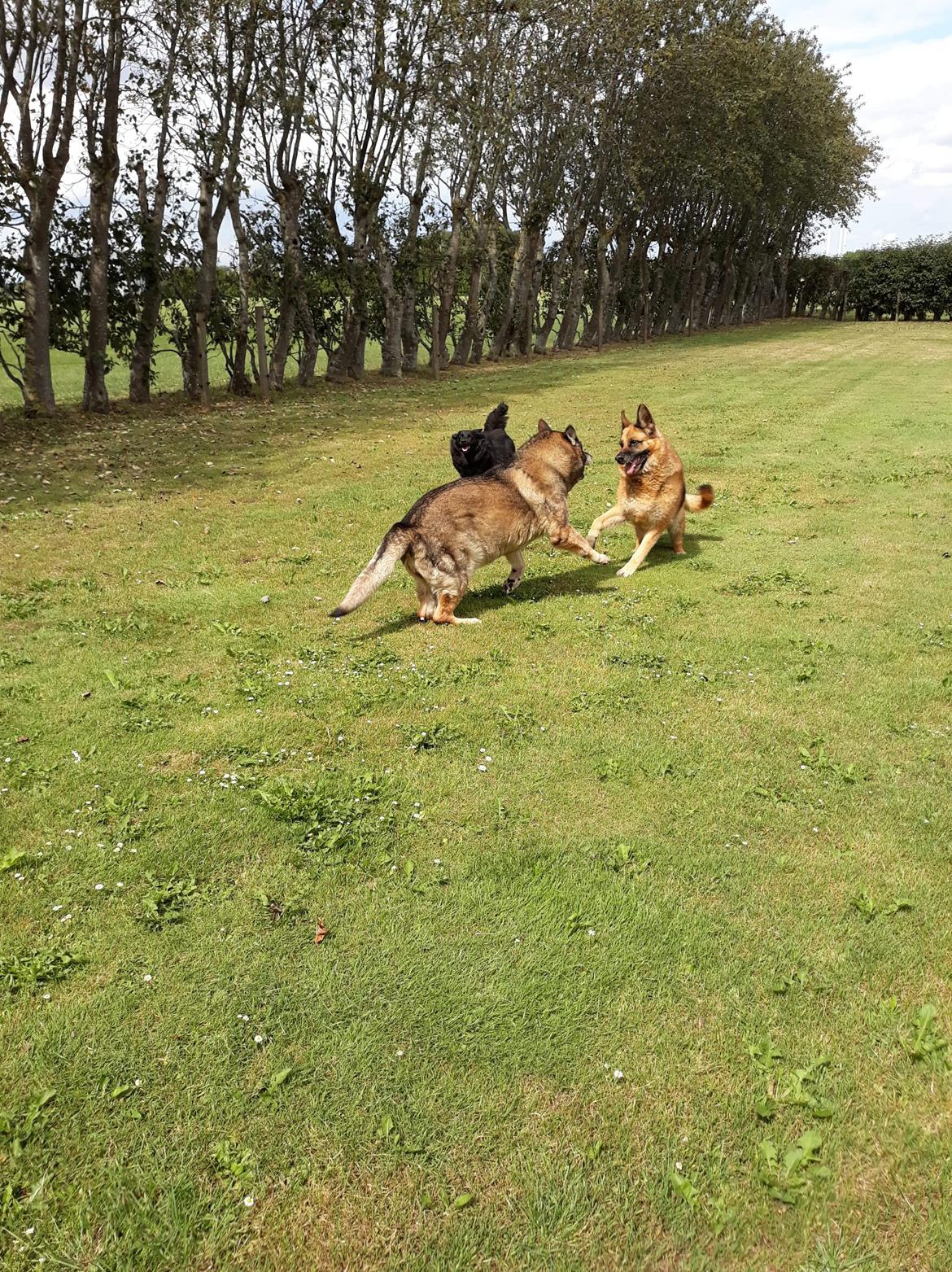Schæferhund Hekami Tøsen. (Tøsen). (Mine forældres). billede 8