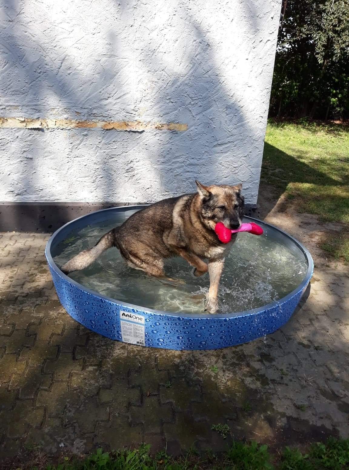 Schæferhund Sportshund Cheska. (Zenta). billede 15