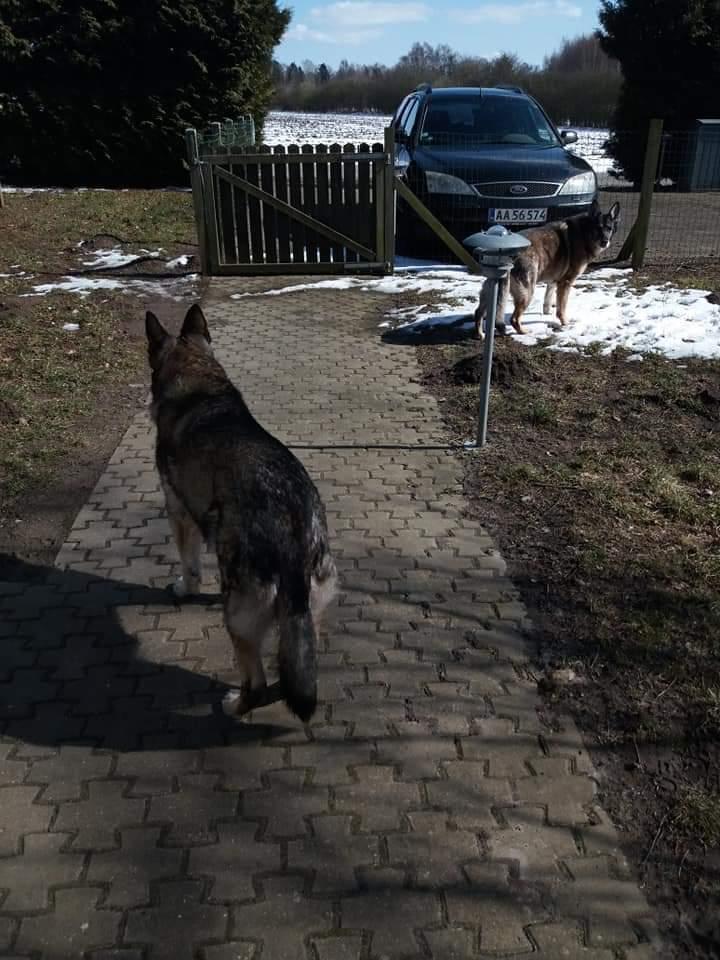 Schæferhund Ulveskovens Ofelia. (Laika). billede 7