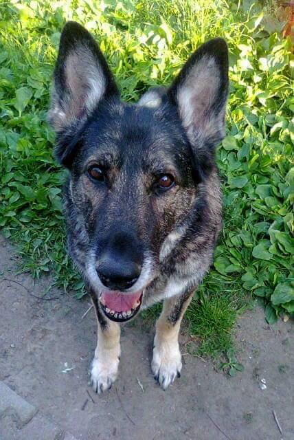 Schæferhund Ulveskovens Ofelia. (Laika). billede 17