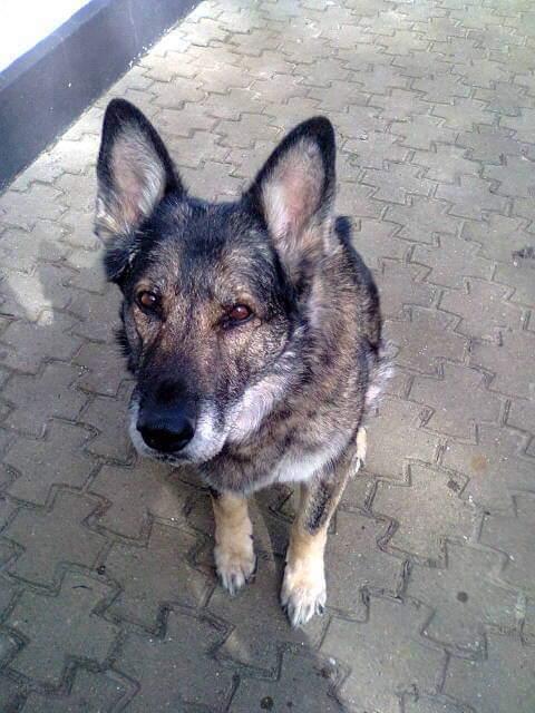 Schæferhund Ulveskovens Ofelia. (Laika). billede 38