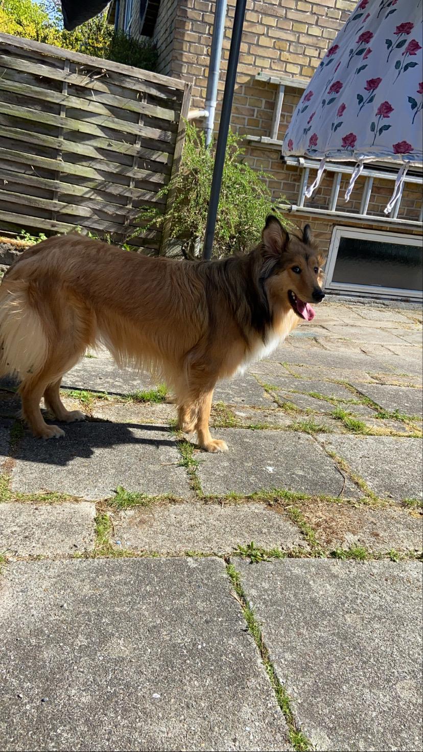 Blanding af racer Cassie billede 7