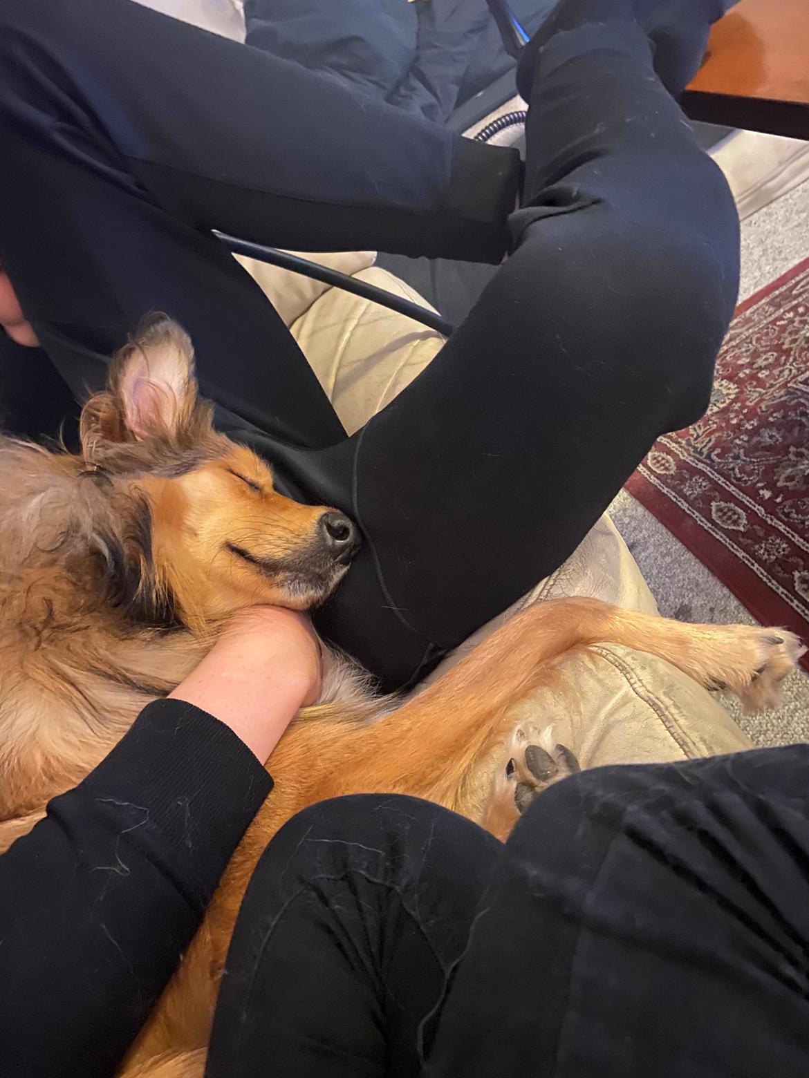 Blanding af racer Cassie billede 10