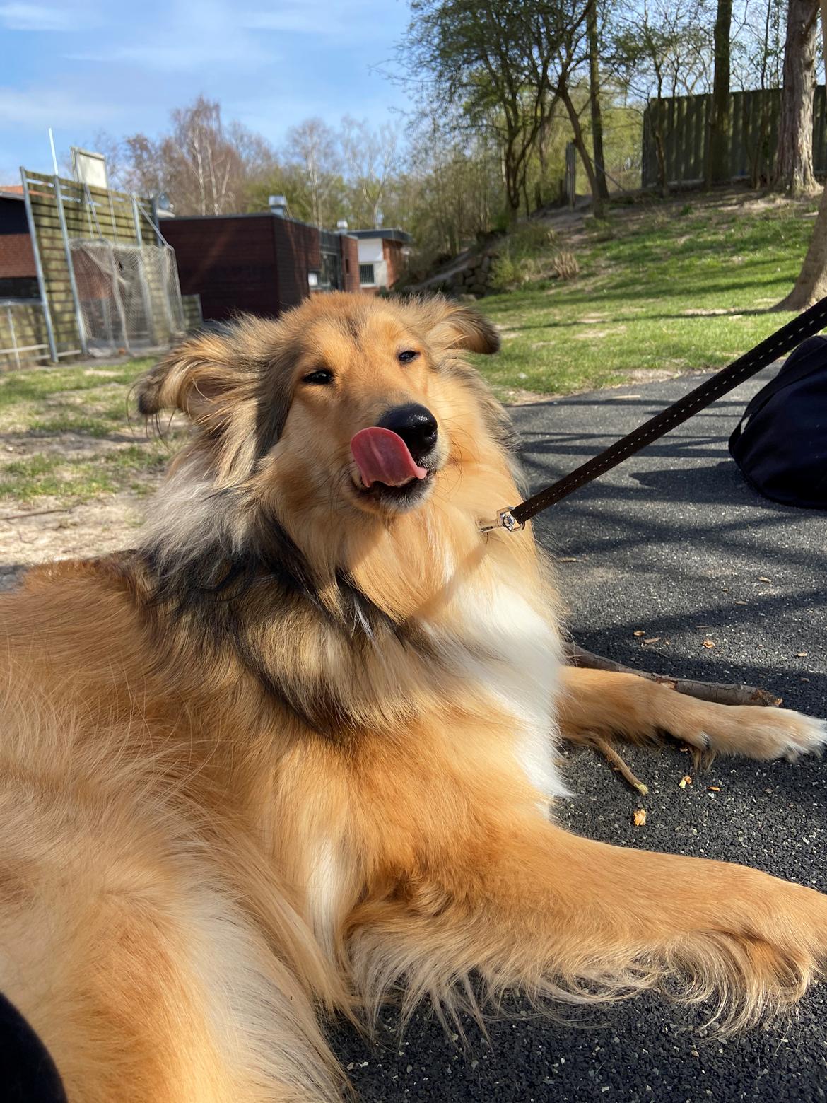 Blanding af racer Cassie billede 9