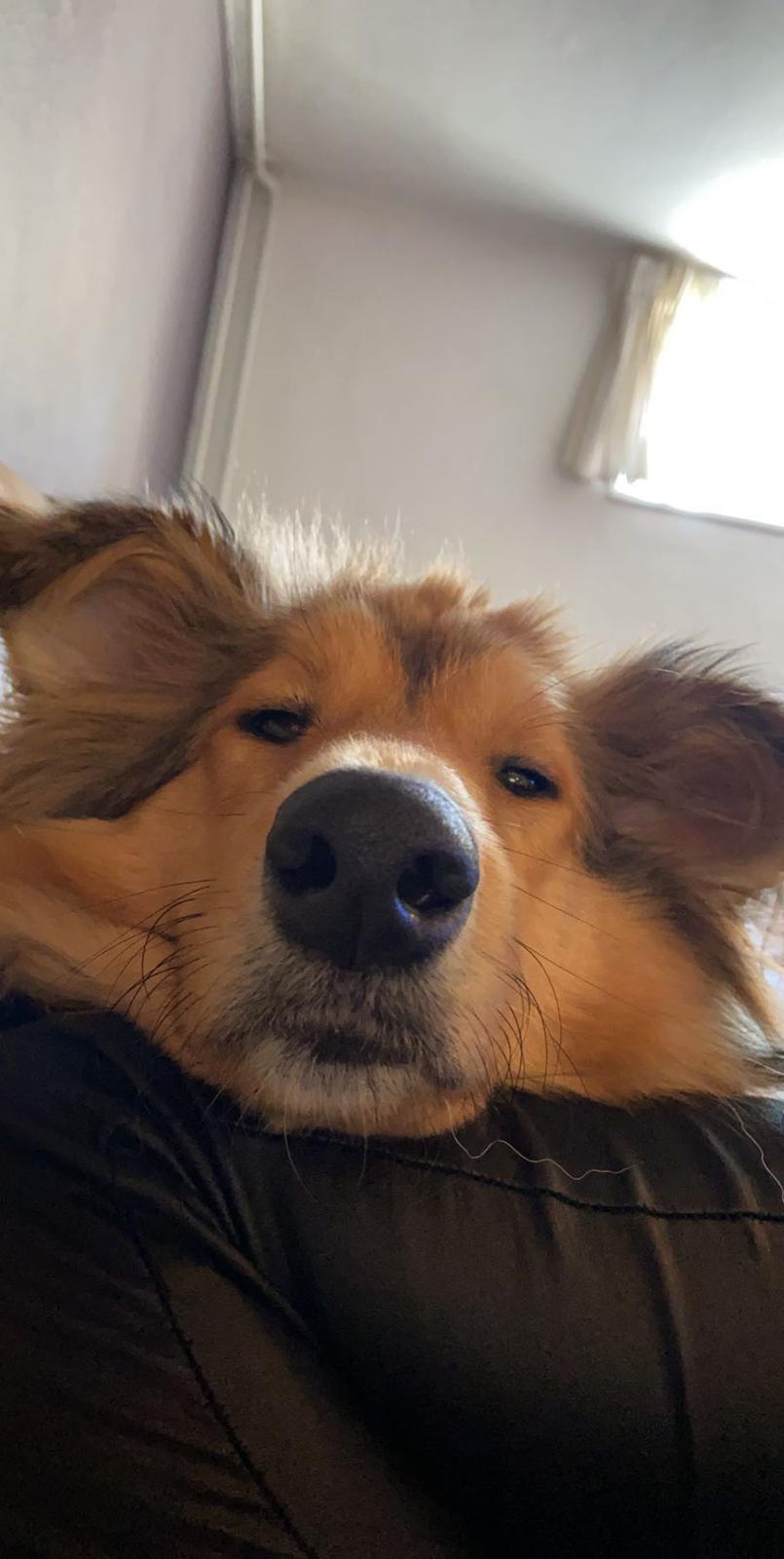 Blanding af racer Cassie billede 12